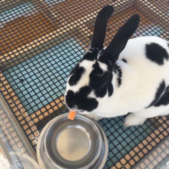 ニンジンを食べているウサギ