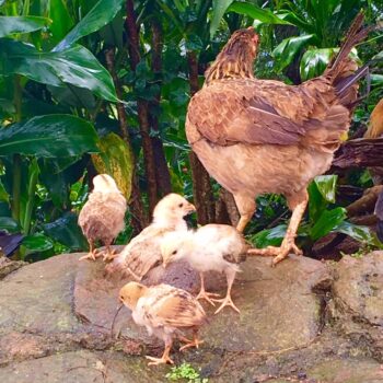 ニワトリとひな鳥