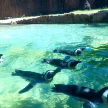 泳いでいるペンギン