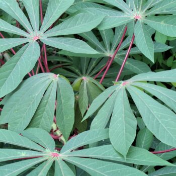 カッサバ植物の葉