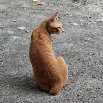 カメラを後ろに向けたオレンジ色の猫