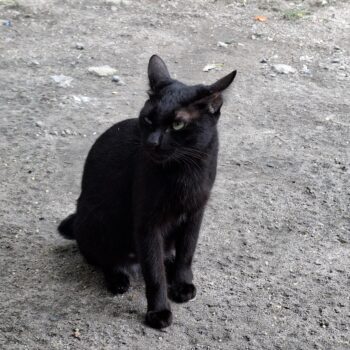 黒猫が興味津々の様子