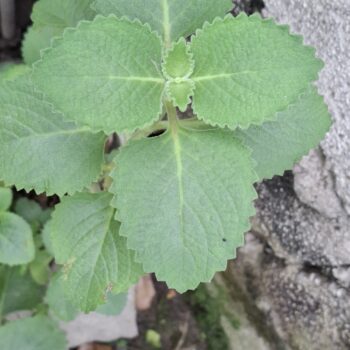 新鮮なスパイスのオレガノの植物