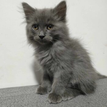 かわいい猫