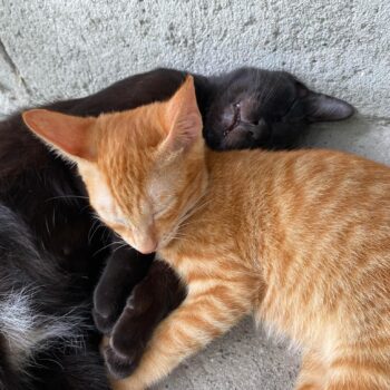黒とオレンジの猫が安らかに眠っています