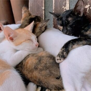 寄り添いながら眠る猫の群れ