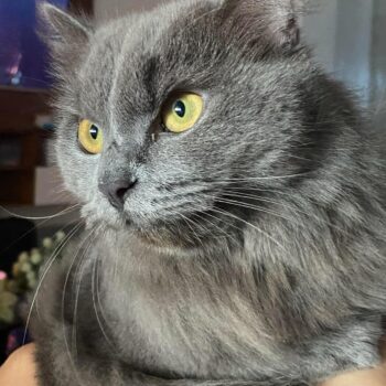 灰色のペルシャ猫の接写