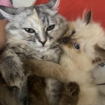 かわいい子猫が抱き締める