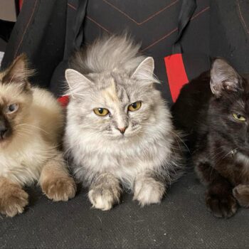 家族写真を撮る3匹の猫