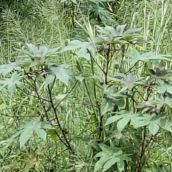 人里離れた場所に咲く未知の植物