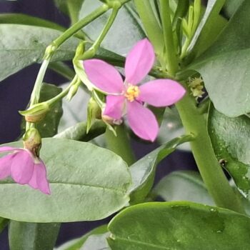 地元の野菜工場から咲いた小さな花