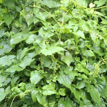 小川の近くに生育する未知の新鮮な植物