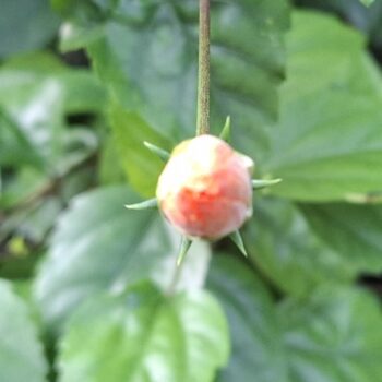 咲き誇るハイビスカスの花