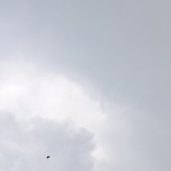 天気を楽しむ飛んでいる鳥と曇り空