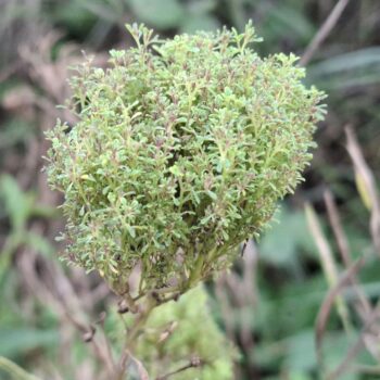 小さな葉を持つ未知の植物