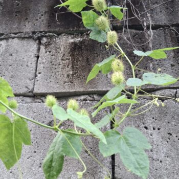 未知の植物が壁を這い、トゲトゲした果実を付けている