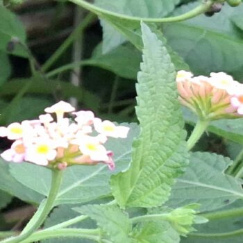 かわいい小さな花と小さな実