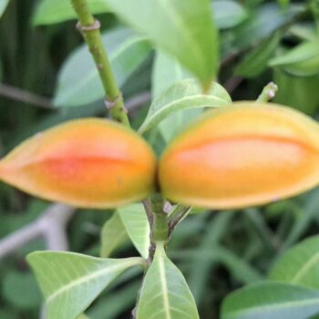 ユニークな果実を持つ草の植物