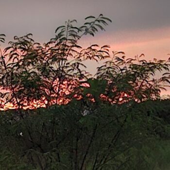 未知の植物に覆われた夕景
