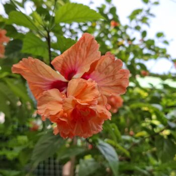 咲くグメラの花