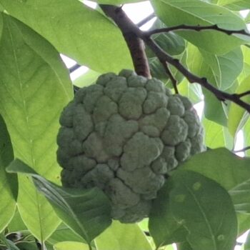 木にぶら下がっている甘い砂糖リンゴ