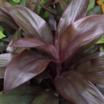 大きな栗色の葉を持つユニークな植物