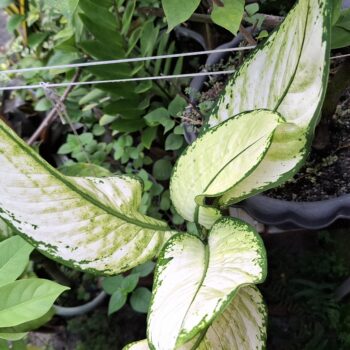 白い色の大きな葉を持つ美しい植物