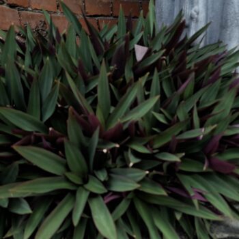 二色の葉を持つ美しい植物