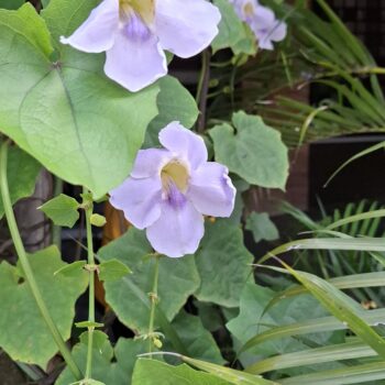 かわいいライラックの花