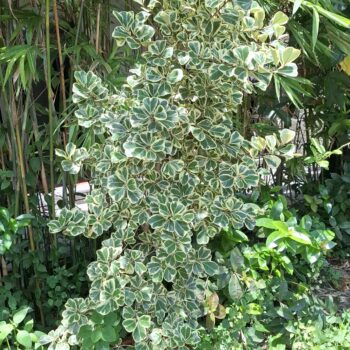 かわいい葉を持つ美しい植物