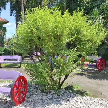 美しい植物とその横にかわいい椅子