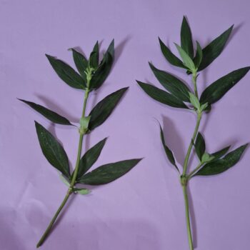 一般的な植物の葉