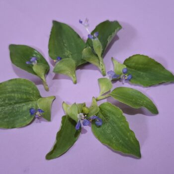 小さな紫色の花を持つ未知の植物