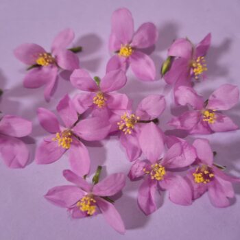 小さな紫の花