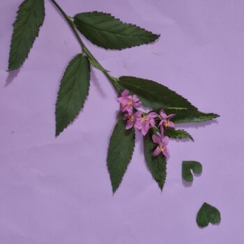 紫色の花とハート型の葉を持つ草の植物