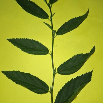 草の葉の小さな枝