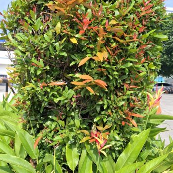 新しい芽の葉がたくさんある美しい植物