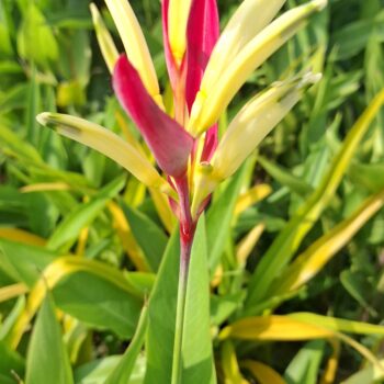 極楽鳥の花