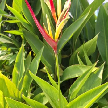 極楽鳥は太陽の下で花を咲かせます