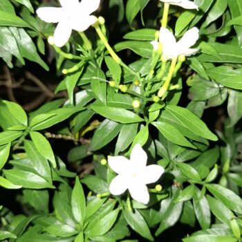 小さな白い花