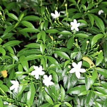 小さな白い花を持つ新鮮な緑の植物
