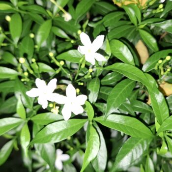 美しい小さな白い花