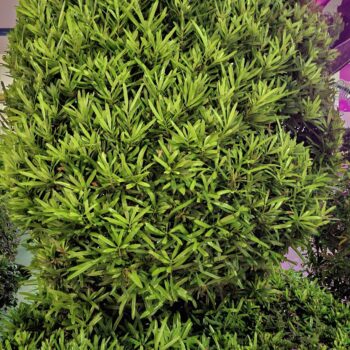 美しい楕円形の植物