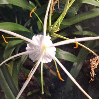 5 本の指の芽を持つ白い花