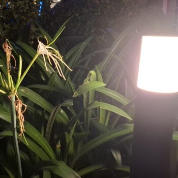 光のある白い花の植物