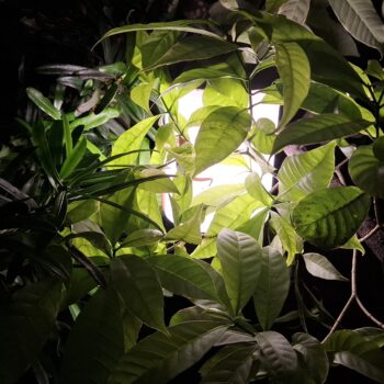 植物の背後にある美しい光