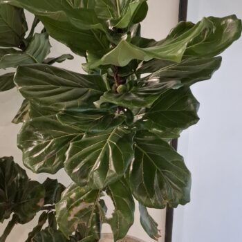 大きな葉を持つ新鮮な植物