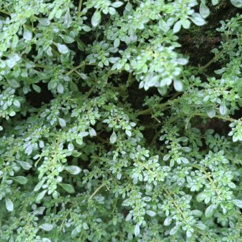 レンガの壁に草が生えている