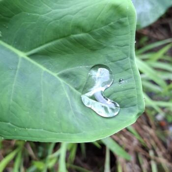 葉の上の水滴