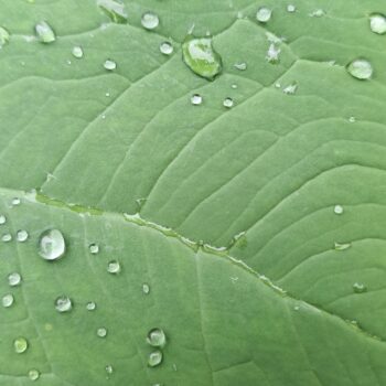 葉の上の雨滴